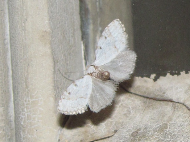 Piccola falena da ID